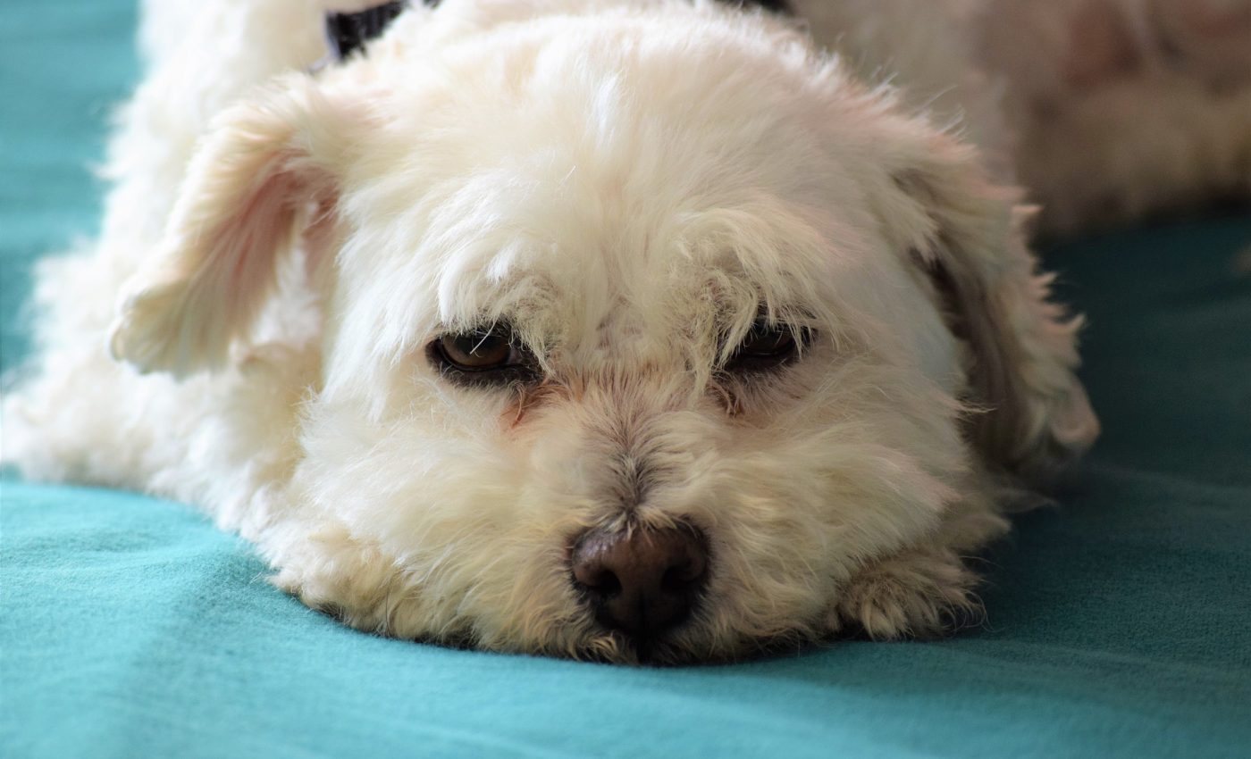 rase de câini care nu lasă păr - sfatulparintilor.ro - pixabay-com - bishon-poodle-5023255_1920