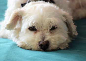 rase de câini care nu lasă păr - sfatulparintilor.ro - pixabay-com - bishon-poodle-5023255_1920