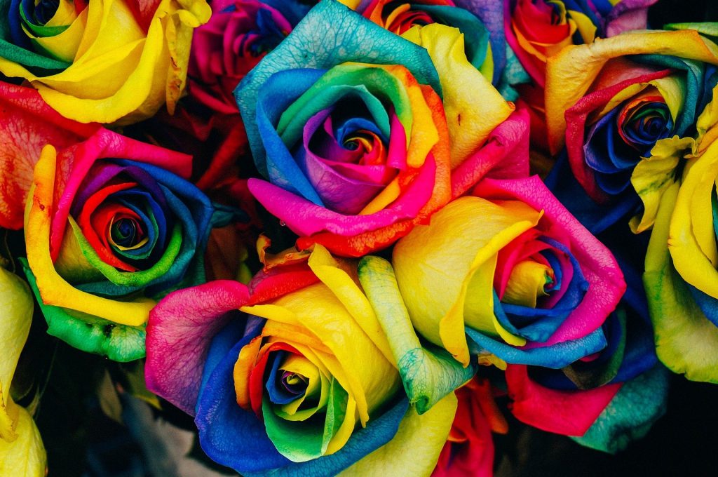 semnificatia culorilor - sfatulparintilor.ro - pixabay_com - roses-828945_1920