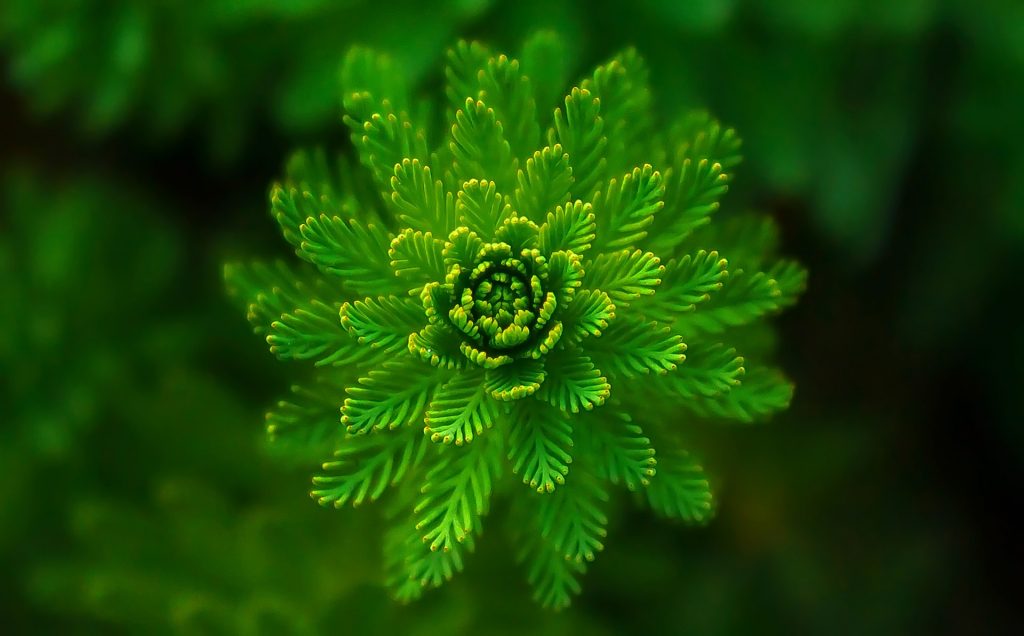 Ce semnifica culoarea verde - sfatulparintilor.ro - pixabay_com - fern-821293_1920