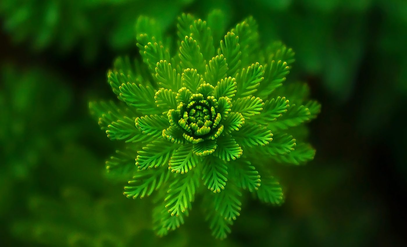 Ce semnifica culoarea verde - sfatulparintilor.ro - pixabay_com - fern-821293_1920