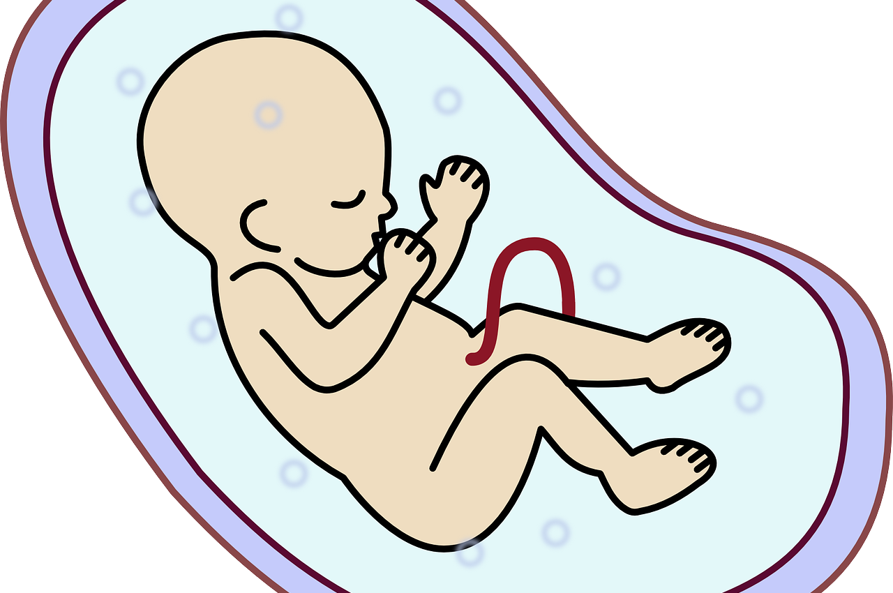 Cordon ombilical scurt - sfatulparintilor.ro - pixabay_com - embryo-159690_1280