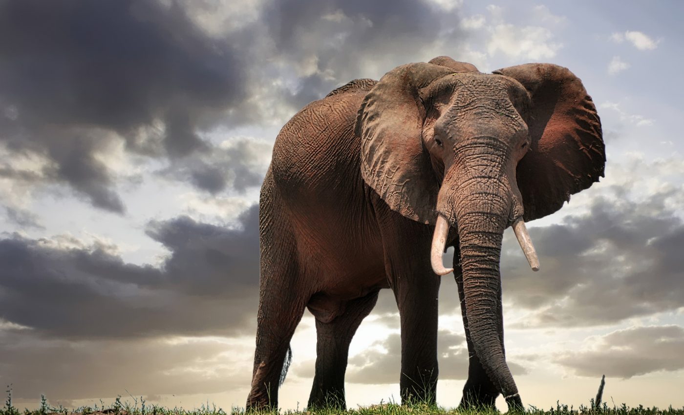 Povestea elefantului - sfatulparintilor.ro - pixabay_com - elephant-4250135_1920