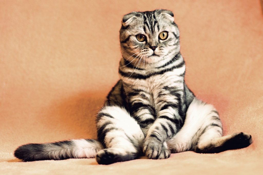 Ce boli vindeca pisica - sfatulparintilor.ro - pixabay_com - cat-2934720_1920