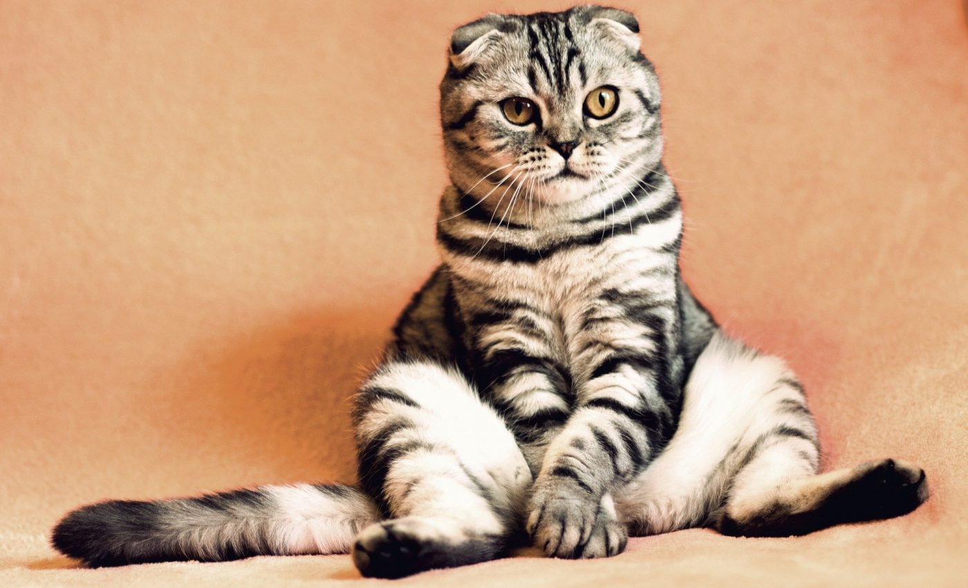 Ce boli vindeca pisica - sfatulparintilor.ro - pixabay_com - cat-2934720_1920
