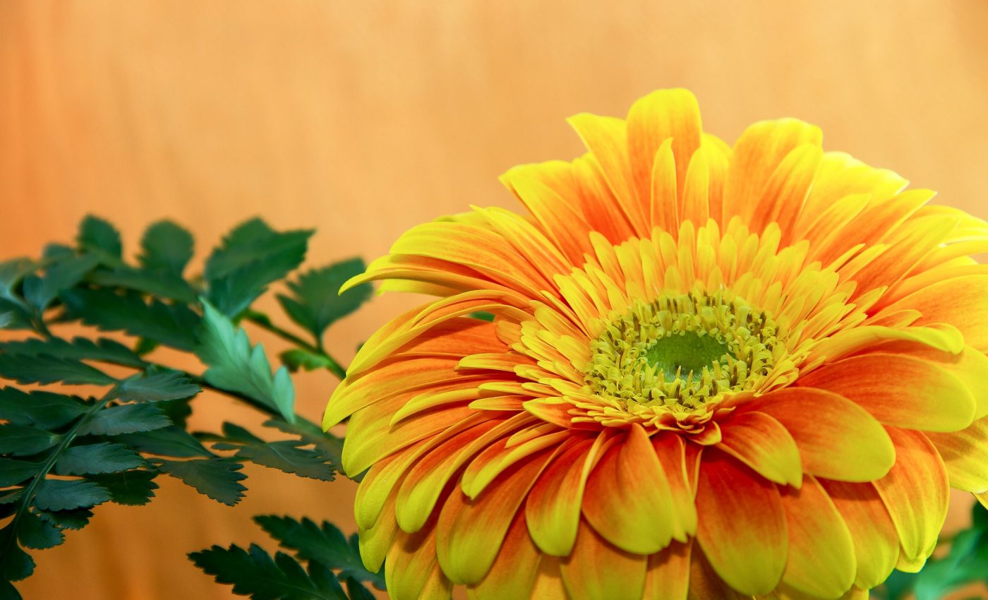 Ce semnifica culoarea portocaliu - sfatulparintilor.ro - pixabay_com - flower-3087683_1920