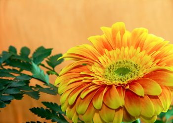Ce semnifica culoarea portocaliu - sfatulparintilor.ro - pixabay_com - flower-3087683_1920