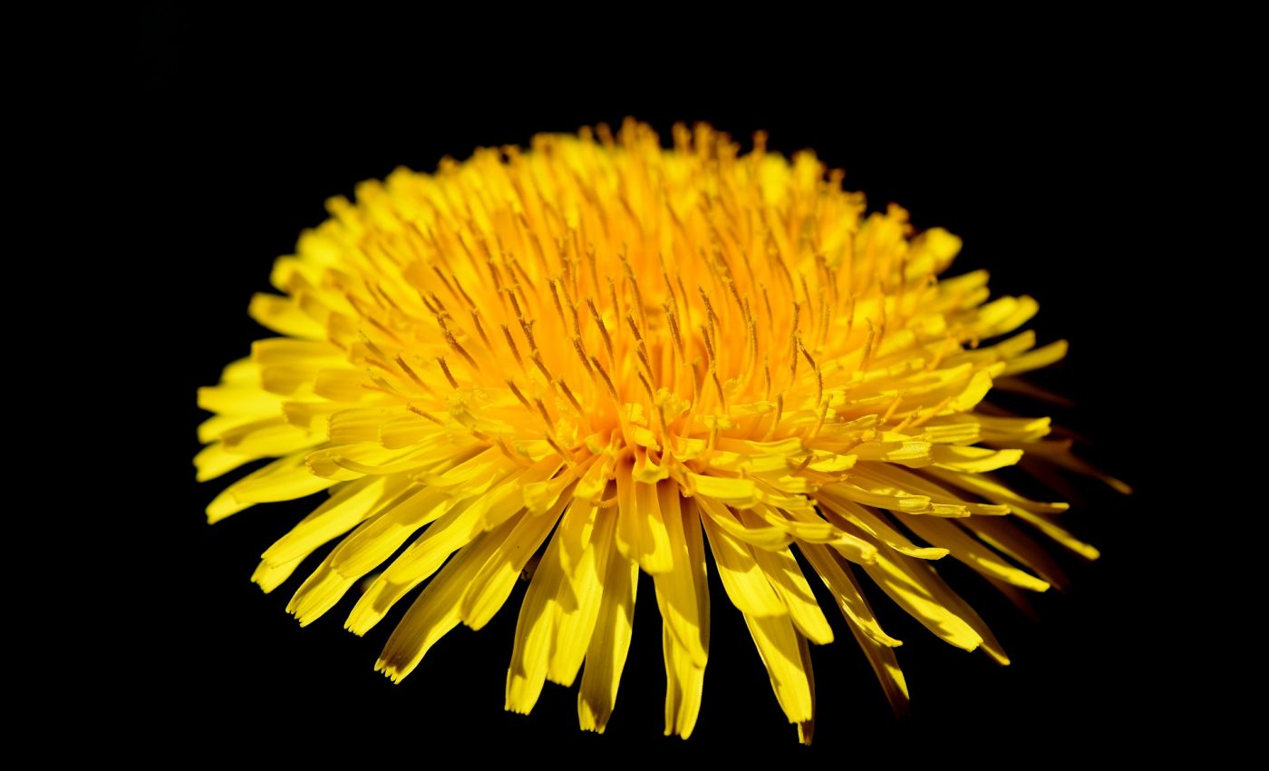 Ce boli vindeca papadia - sfatulparintilor.ro - pixabay_com - dandelion-flower-3336048_1920