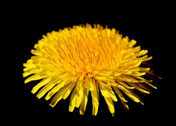 Ce boli vindeca papadia - sfatulparintilor.ro - pixabay_com - dandelion-flower-3336048_1920