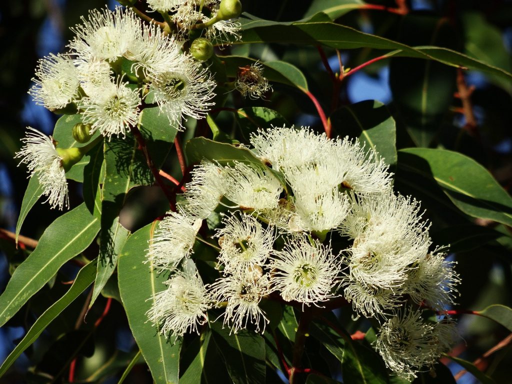 Beneficiile eucaliptului - sfatulparintilor.ro - pixabay-com - eucalyptus-flower-777903_1920