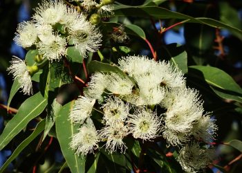 Beneficiile eucaliptului - sfatulparintilor.ro - pixabay-com - eucalyptus-flower-777903_1920