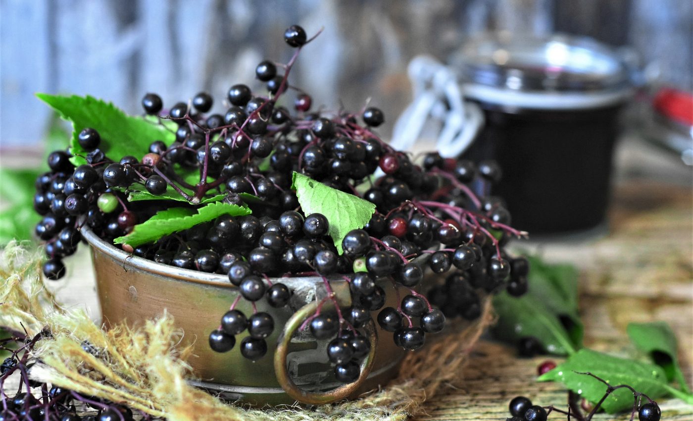 Beneficiile fructelor de soc - sfatulparintilor.ro - pixabay_com - elder-4434796_1920