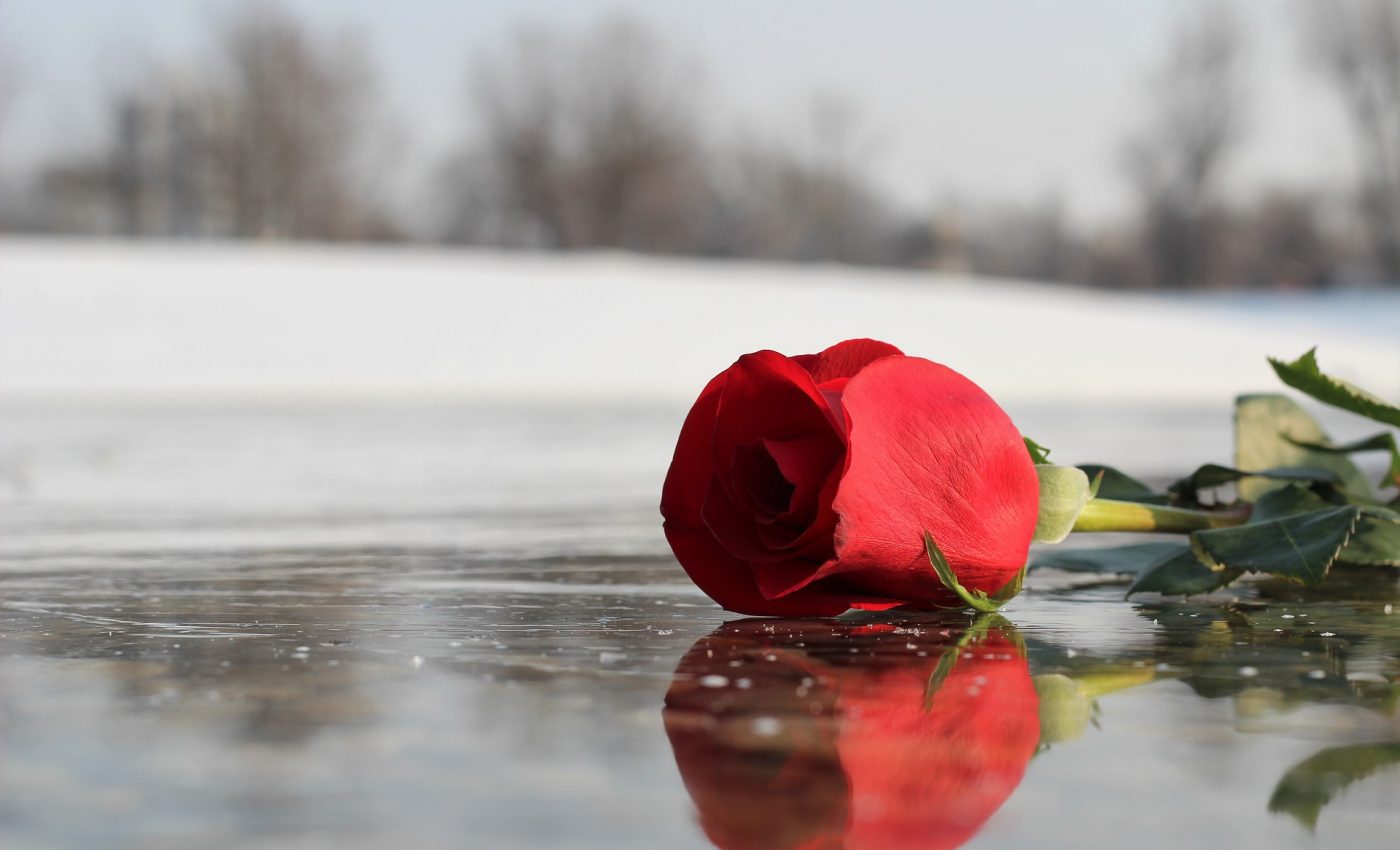 Cum sa aduci iubire in viata ta - sfatulparintilor.ro - pixabay-com - red-rose-on-ice-3189026_1920