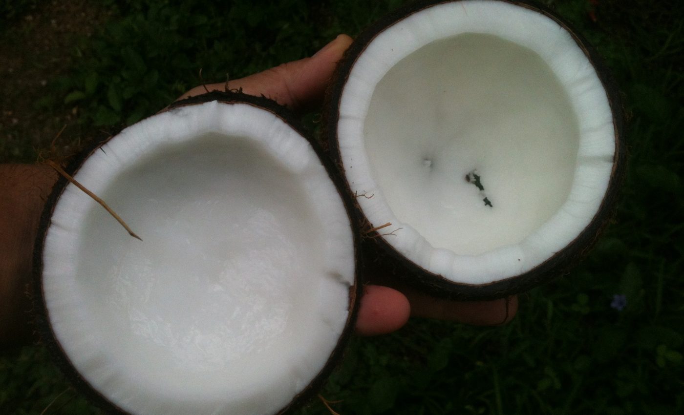 dieta cu ulei de cocos - SFATULPARINTILOR.RO - PIXABAY_COM - coconut-648105_1920