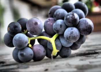 Beneficiile strugurilor negri - sfatulparintilor.ro - pixabay_com - grapes-5518970_1920