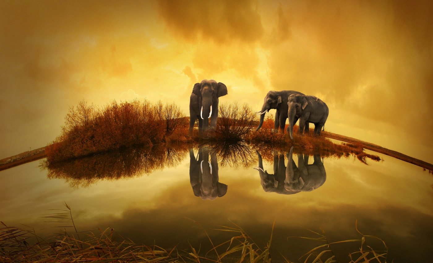 ce inseamna cand visezi elefant - sfatulparintilor.ro - pixabay_com - thailand-142982_1920