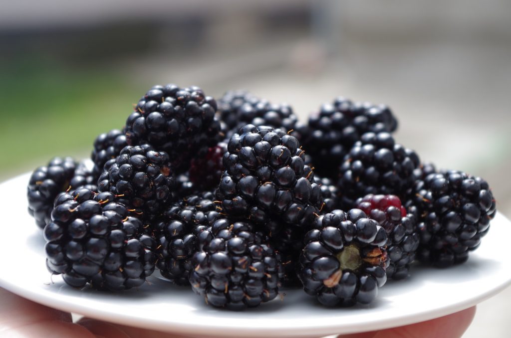 Beneficiile murelor - sfatulparintilor.ro - pixabay_com - blackberries-1045728_1920