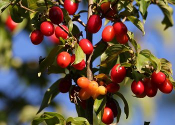 coarne de padure - sfatulparintilor.ro - pixabay_com -red-berries-5445647_1920
