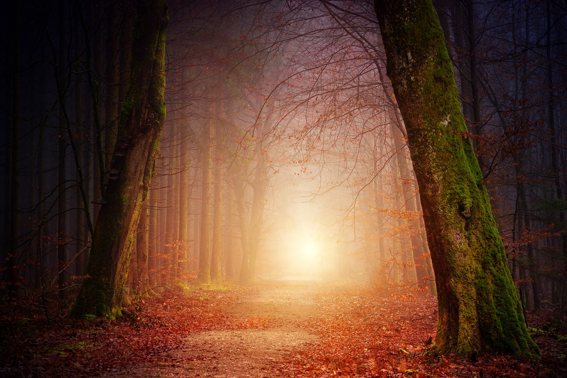 Sus vibratia - sfatulparintilor.ro - pixabay_com - nature-3151869_1920