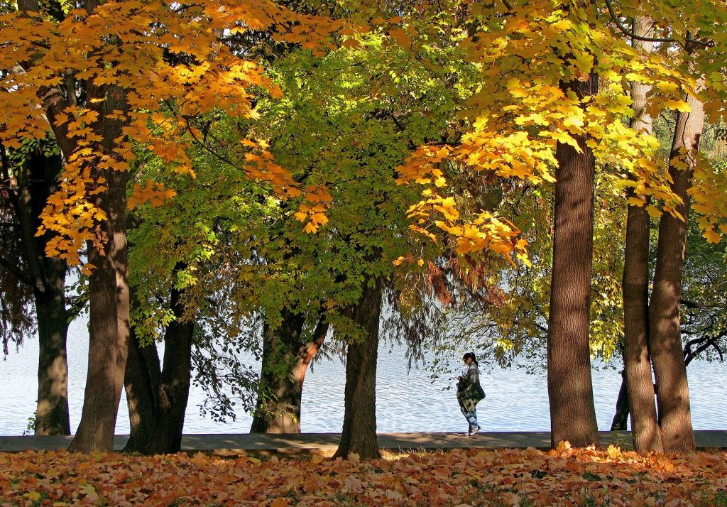parcuri din Bucureşti - sfatulparintilor.ro - pixabay_com - autumn-landscape-1021513_1920
