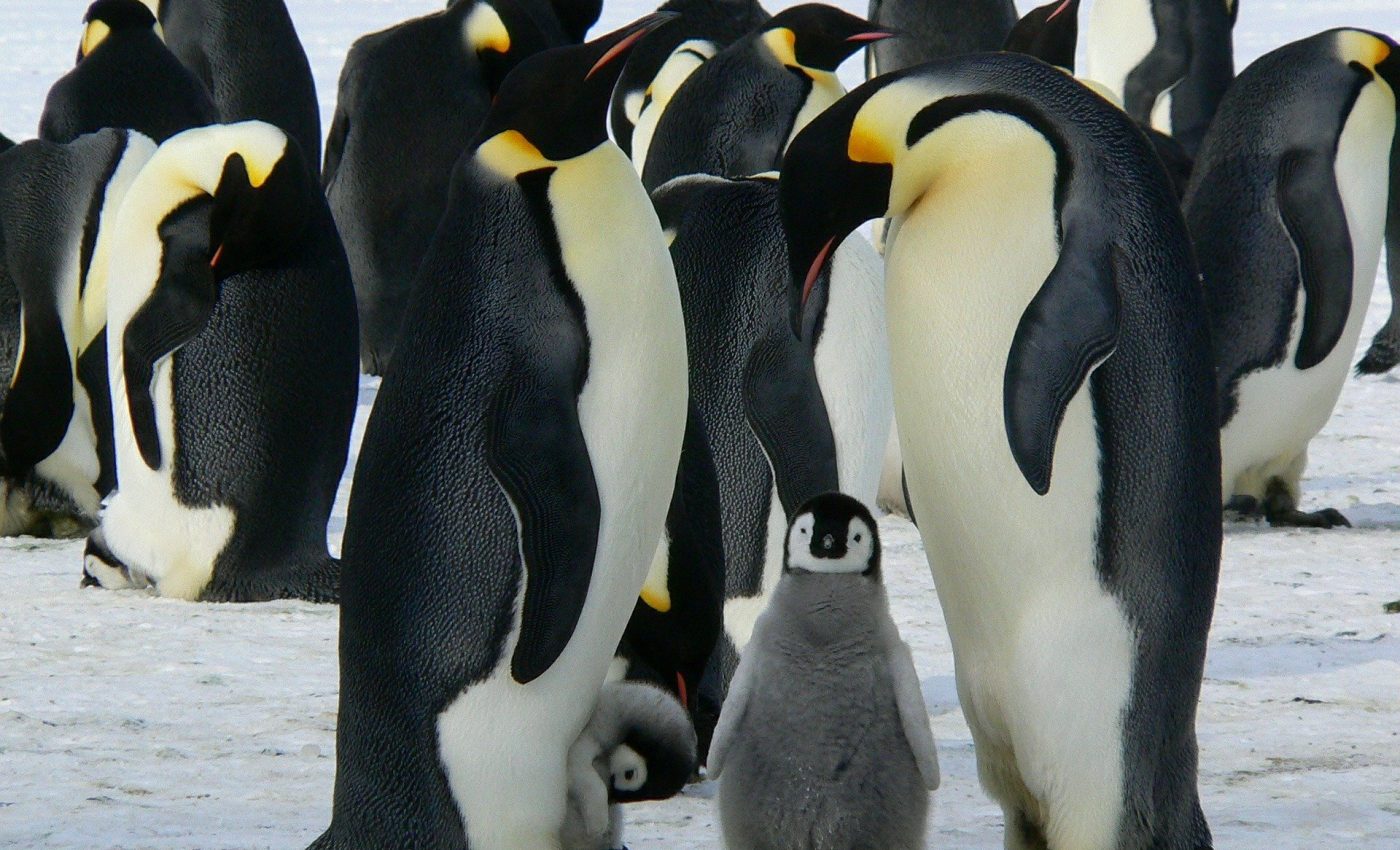 Cele mai scumpe excursii din lume - sfatulparintilor.ro - pixabay_com - emperor-penguins-429128_1920