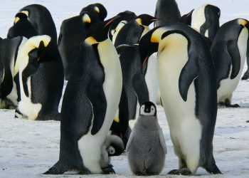 Cele mai scumpe excursii din lume - sfatulparintilor.ro - pixabay_com - emperor-penguins-429128_1920