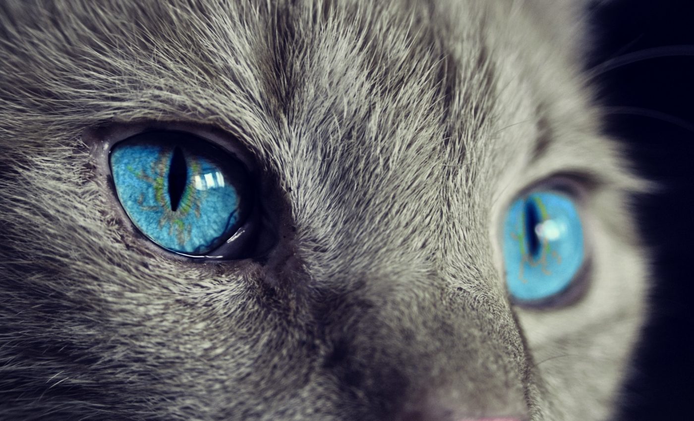 pisicile pot intra in lumea spiritelor - sfatulparintilor.ro - pixabay_com - cat-1285634_1920