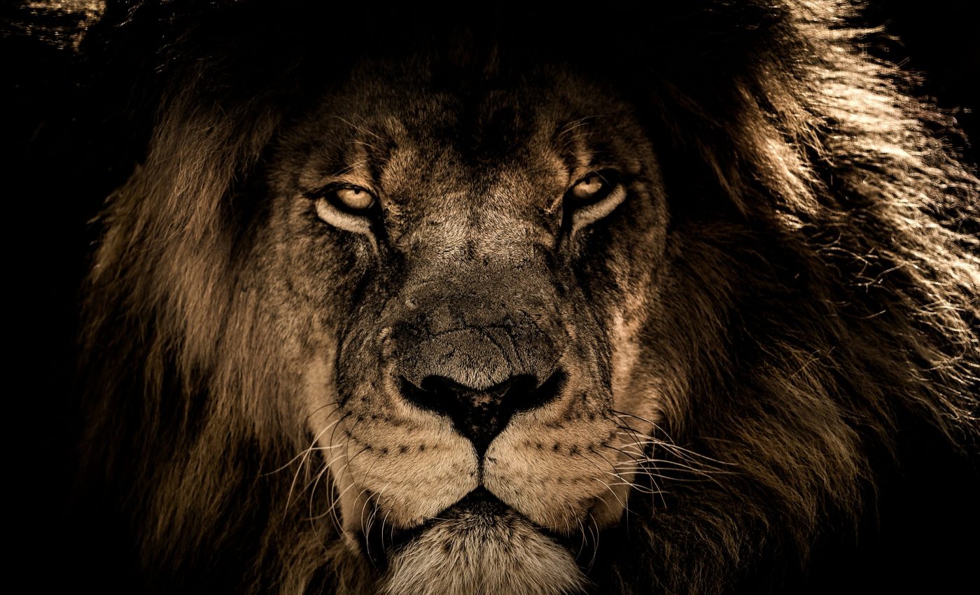 portalul leului - sfatulparintilor.ro - pixabay_com - african-lion-2888519_1920