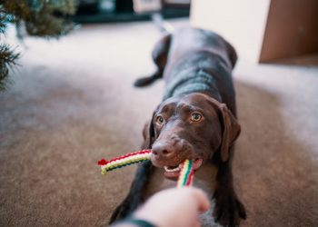 jucării sunt potrivite pentru câinele tău