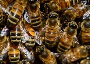 Terapia cu venin de albine - sfatulparintilor.ro - piqsels.com-id-fijuj