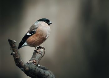 Cele mai mici păsări din lume