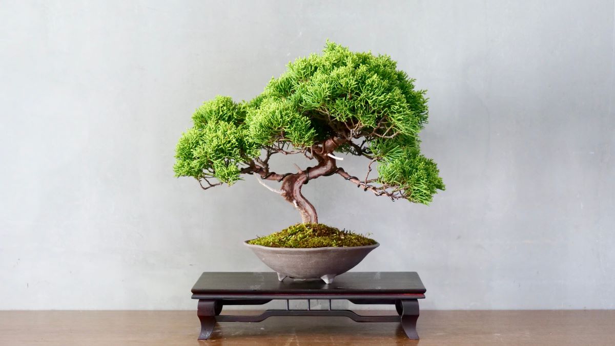 bonsaiul planta perfectă de apartament