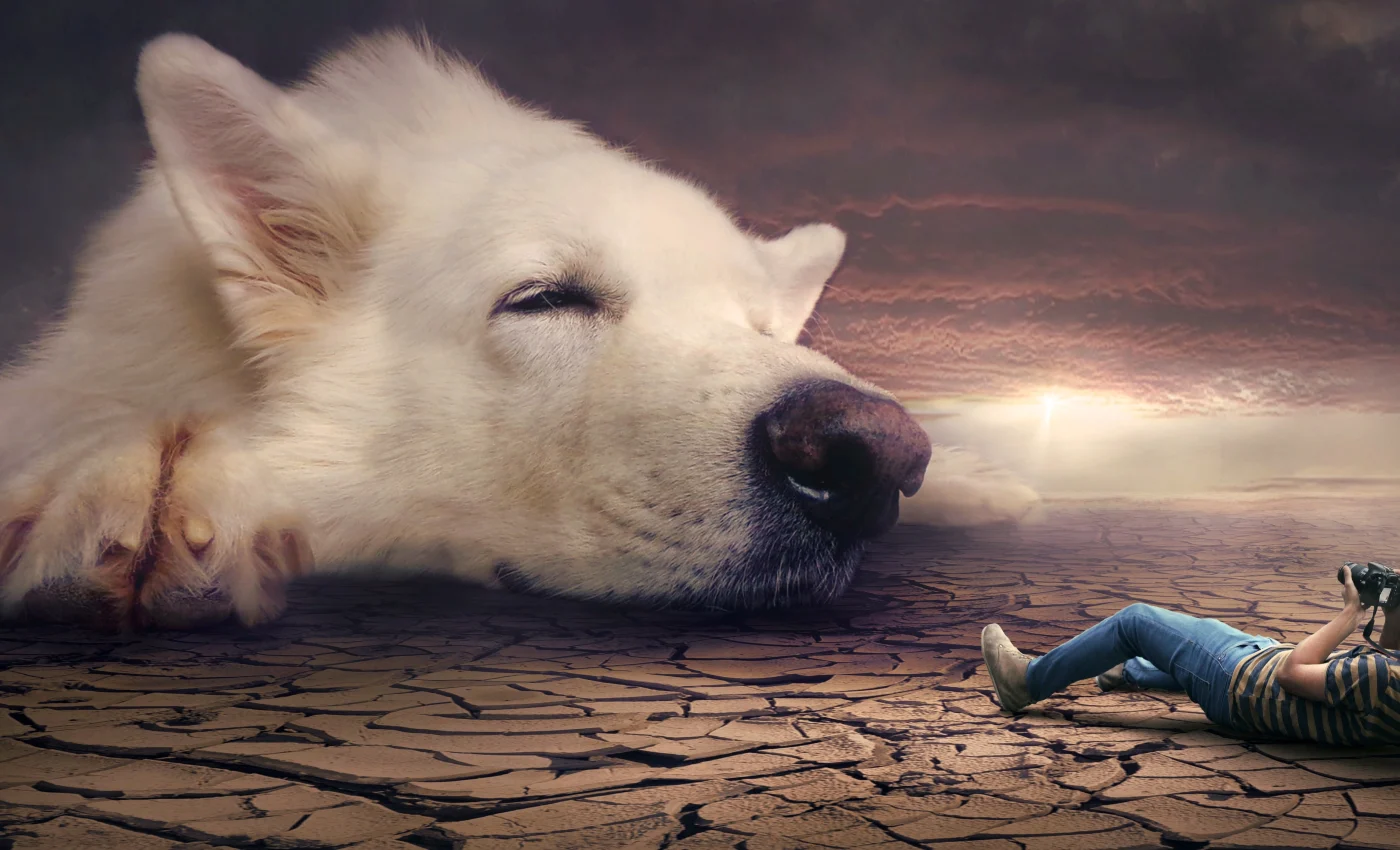 ce inseamna cand visezi caini - sfatulparintilor.ro - pixabay_com - kellepics-fantasy-2890925