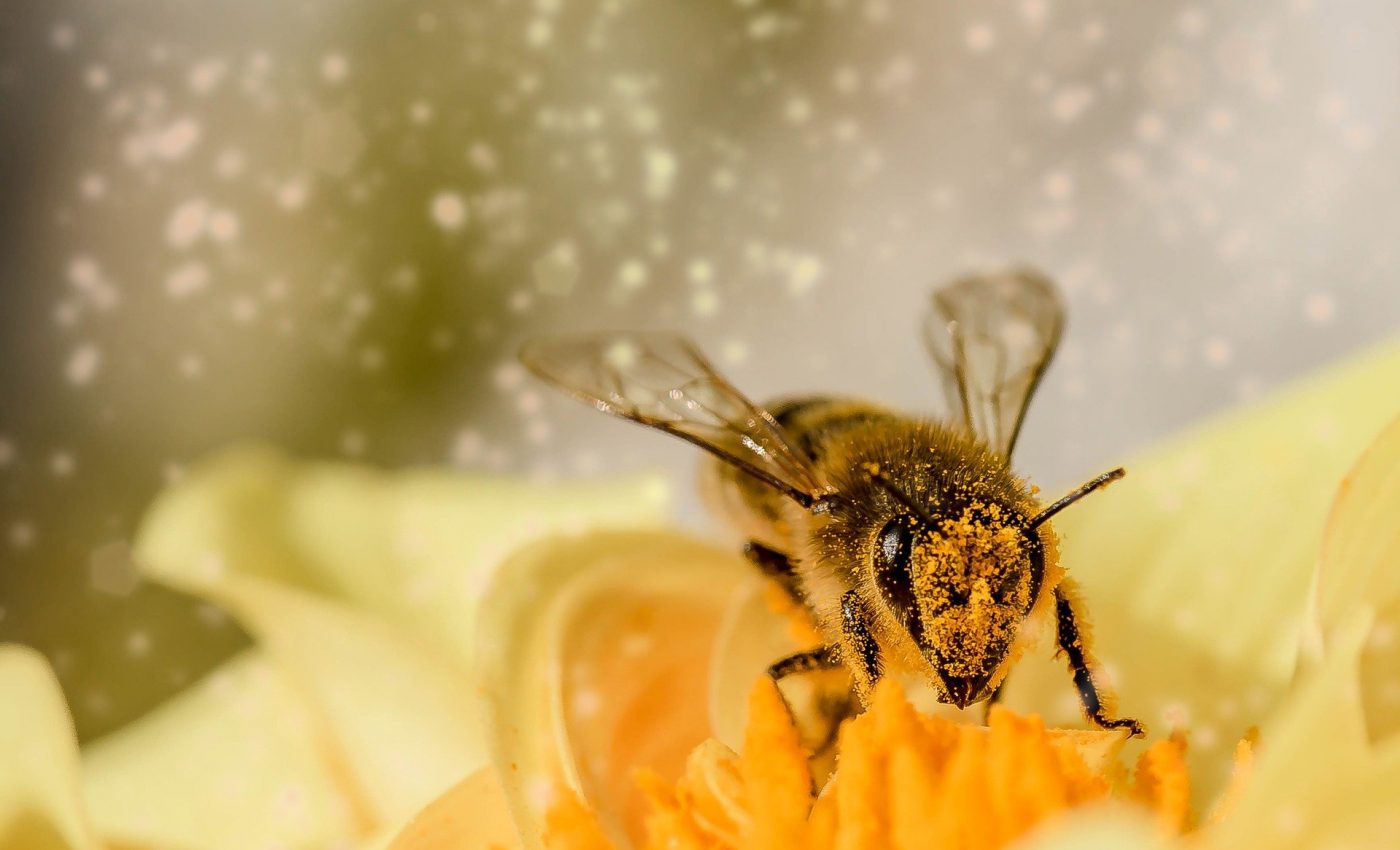 beneficiile polenului crud - sfatulparinitlor.ro - pixabay_com - bee-1726659_1920