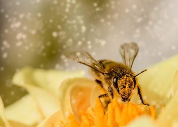 beneficiile polenului crud - sfatulparinitlor.ro - pixabay_com - bee-1726659_1920