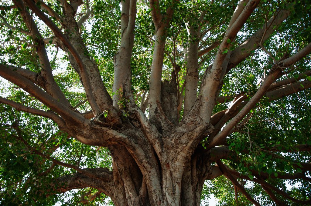 Care este arborele tău sacru