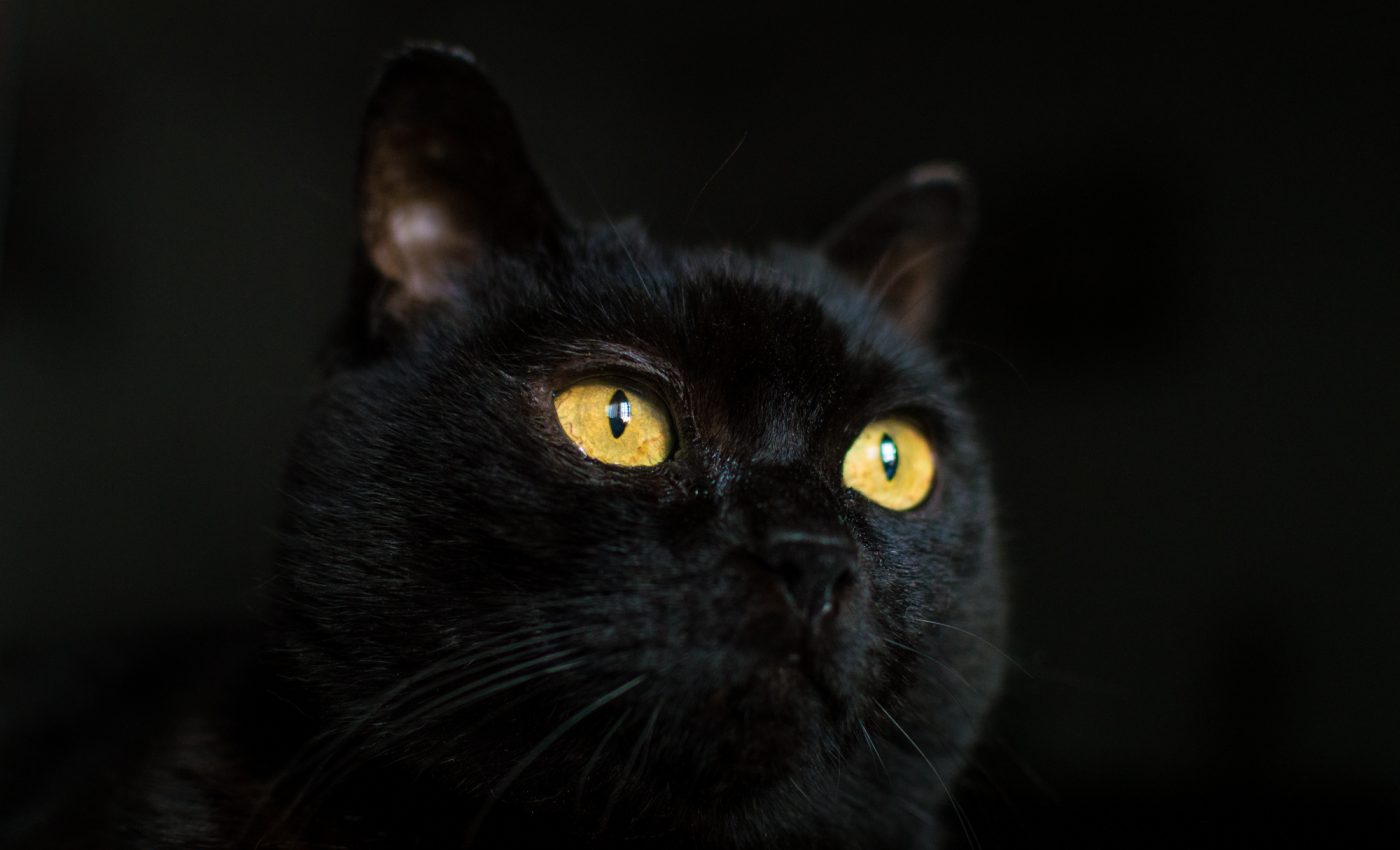 Ce înseamnă când vezi pisică neagră
