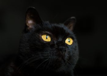 Ce înseamnă când vezi pisică neagră