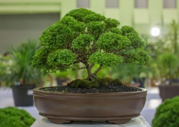 despre bonsai