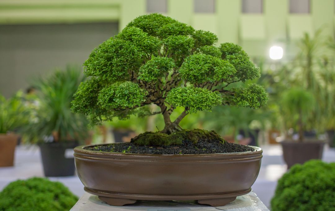despre bonsai