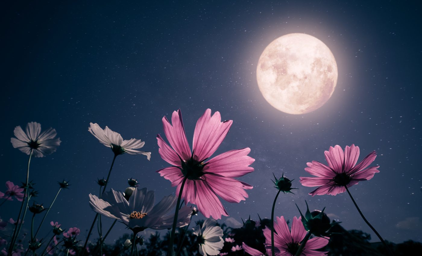 Luna plină florală din 23 mai 2024 a trecut