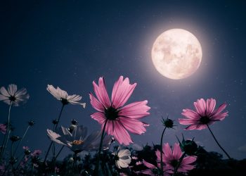 Luna plină florală din 23 mai 2024 a trecut