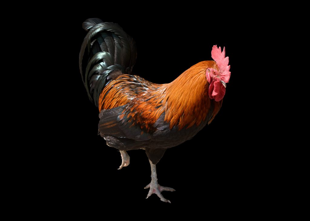 Ce înseamnă când cântă cocoșul noaptea