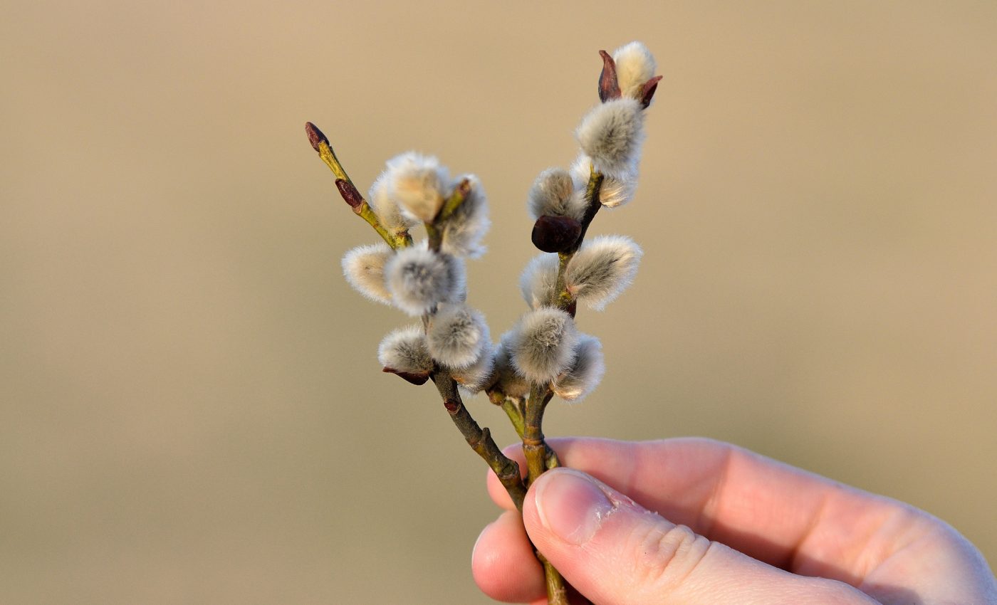 sfaturi alergii și astenii de primăvară