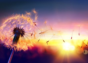 Zodiile care își pot schimba viața