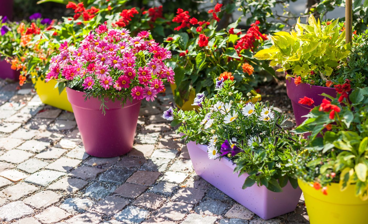 Ce inseamna cand visezi flori in ghiveci