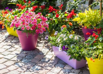 Ce inseamna cand visezi flori in ghiveci