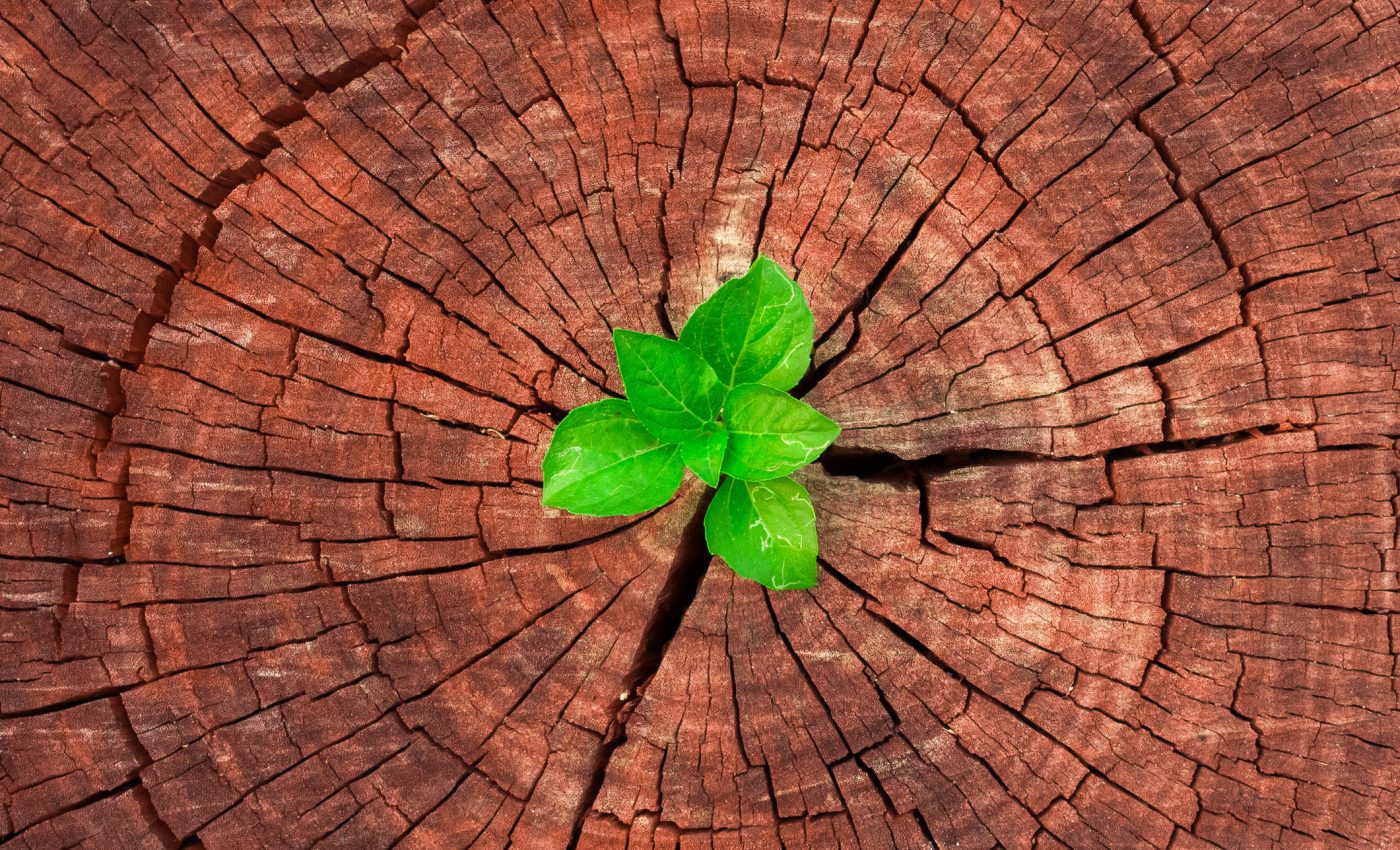 renaștere pentru 4 ZODII