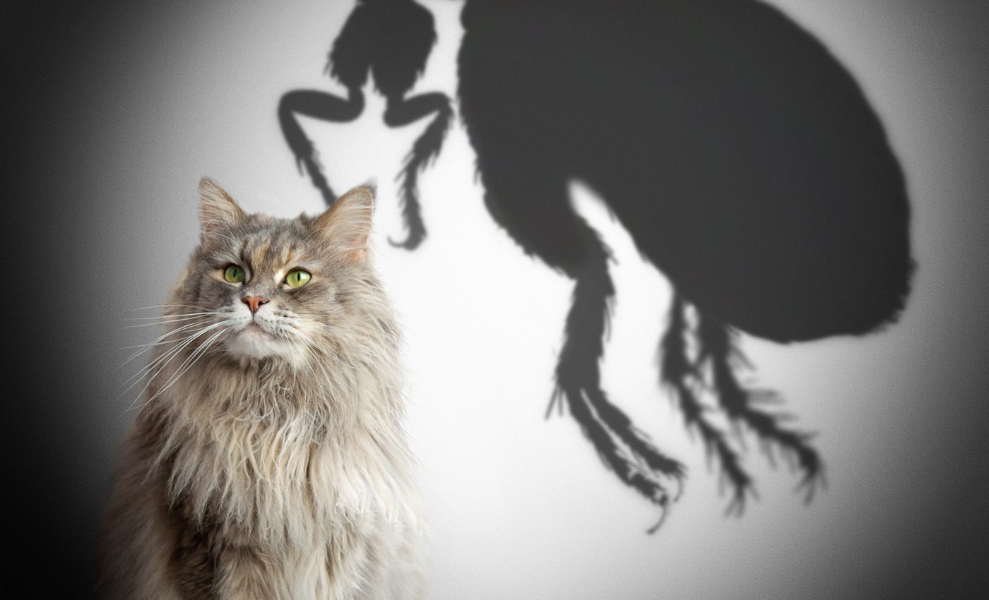 Ce înseamnă când visezi purici