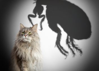 Ce înseamnă când visezi purici